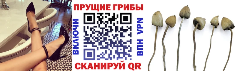 Псилоцибиновые грибы мицелий  наркотики  Курильск 